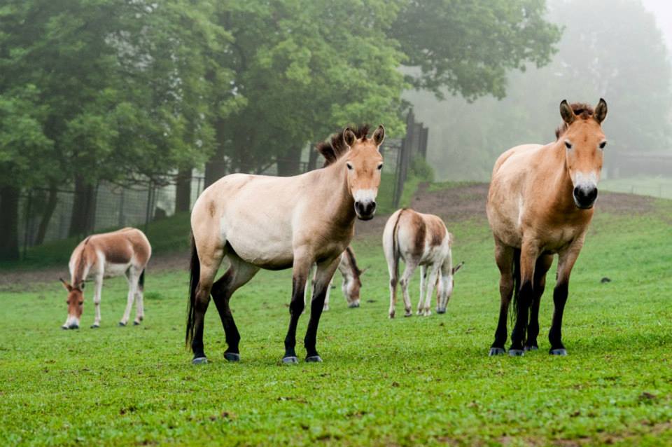 Převaláky na Dobřejově doplňují i další chladnomilná zvířata, například kiangové. Foto © Petr Jan Juračka